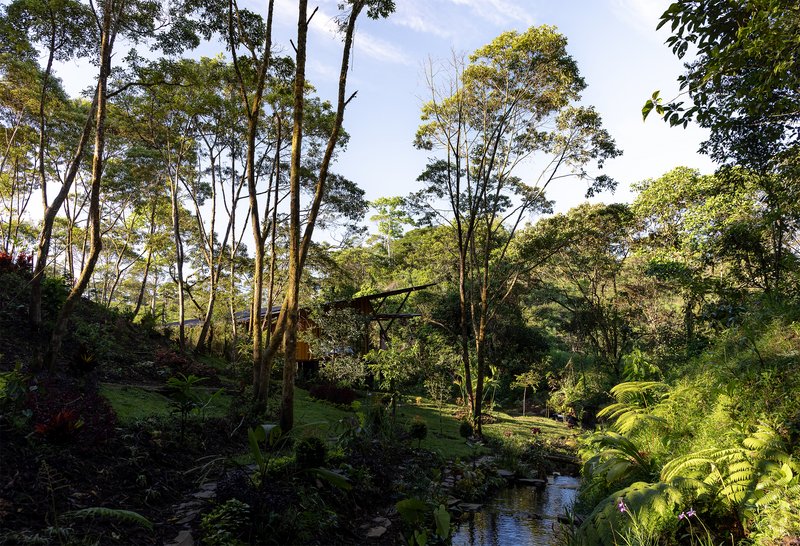 Dense forest canopy with tall eucalyptus trees and ferns beside a natural stream in afternoon light