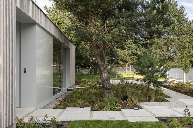 Entrance courtyard with concrete pavers and preserved pine tree in planted bed beside corrugated facade