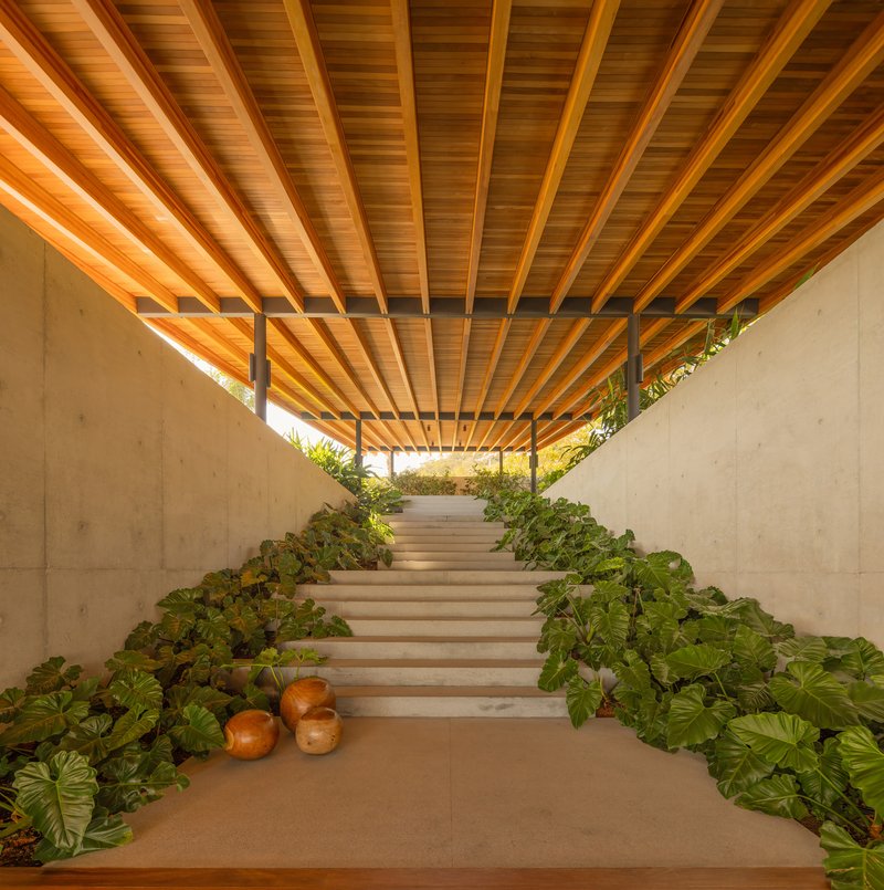 Concrete staircase flanked by planted beds ascending beneath a slatted timber and beam canopy