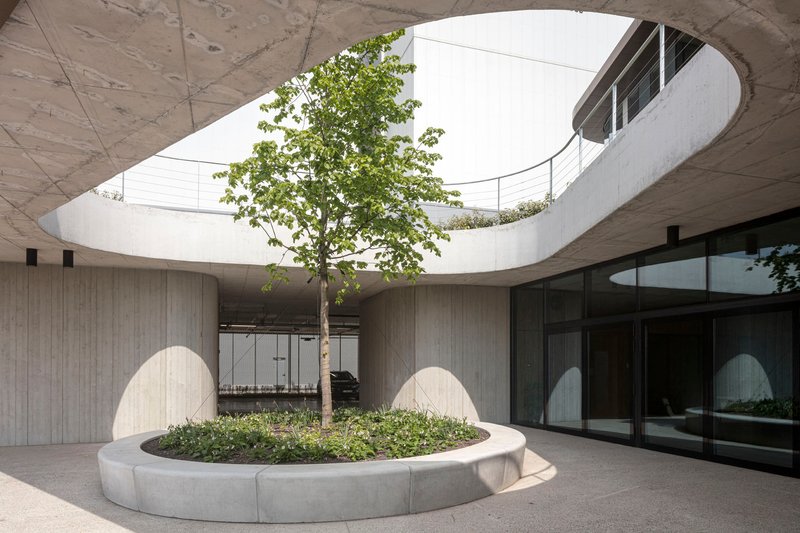 Circular courtyard planter with a tree at its center, viewed from beneath a curved concrete overhang