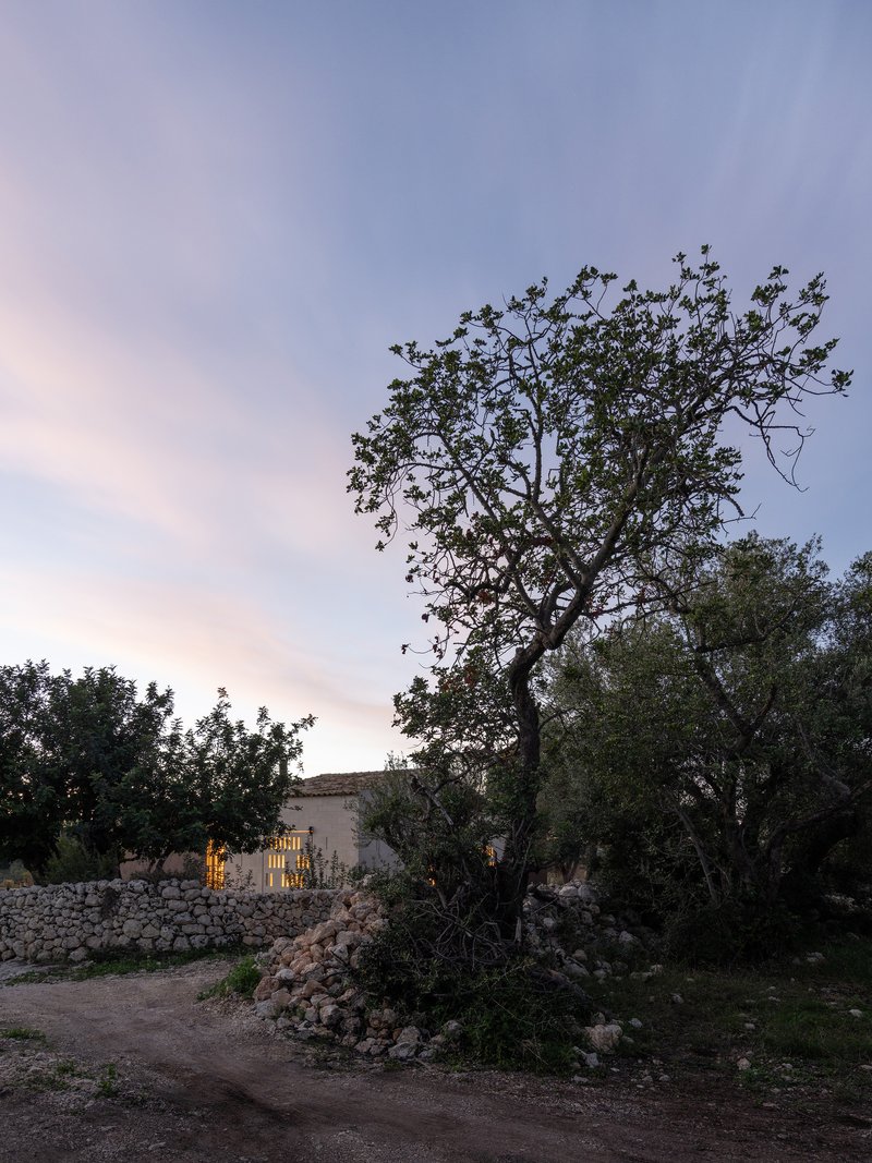 Stone perimeter wall and illuminated windows visible through gnarled olive trees at twilight