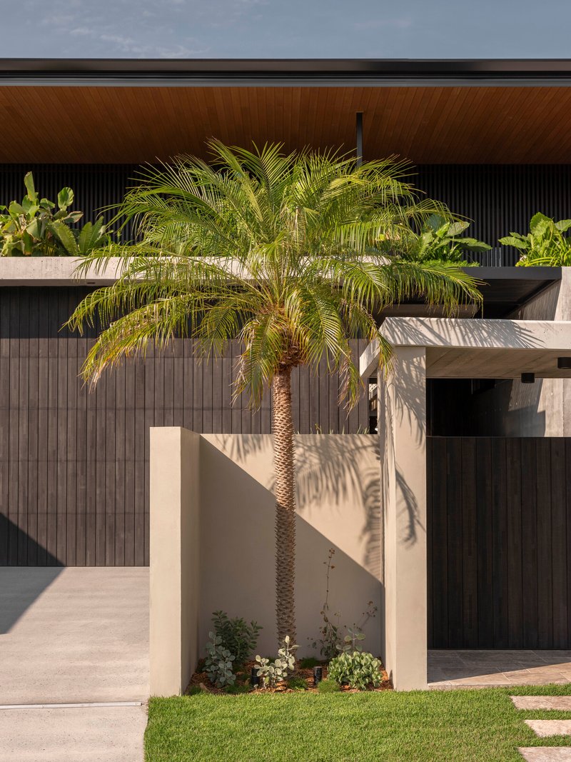 Cream-colored planter wall with palm tree casting shadows on dark vertical timber cladding