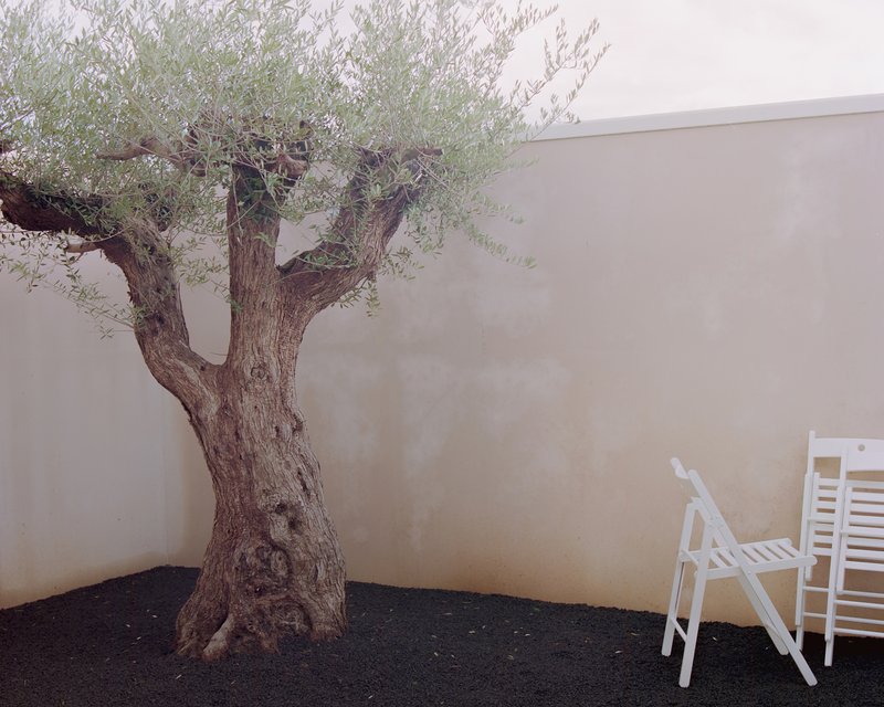 Gnarled olive tree against a plastered courtyard wall with white chair on dark gravel