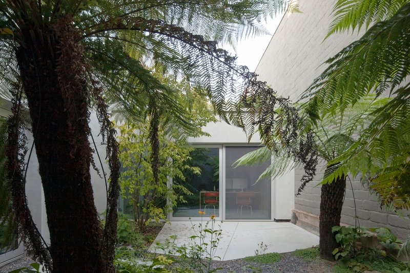 Interior courtyard with tree ferns and suspended vine beneath timber soffit and glass walls