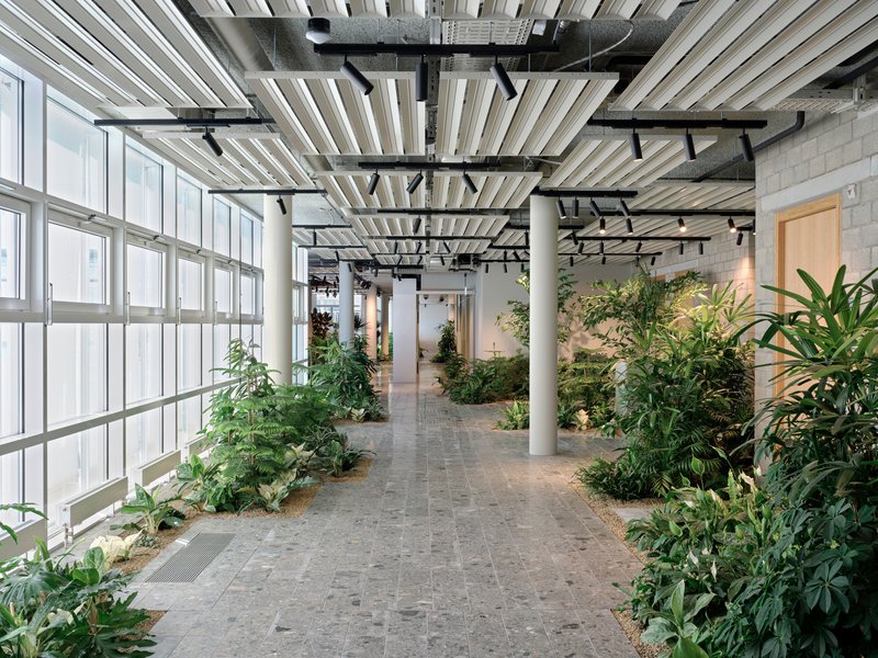 Interior corridor with white columns, diagonal timber ceiling slats, and planted beds along the glazed facade