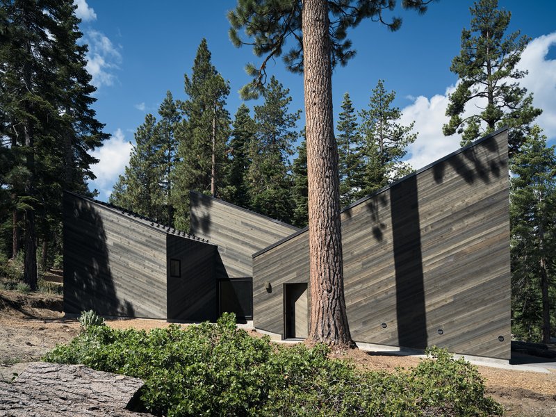 Angled horizontal wood siding volumes clustered among tall pines on a sloped forest site