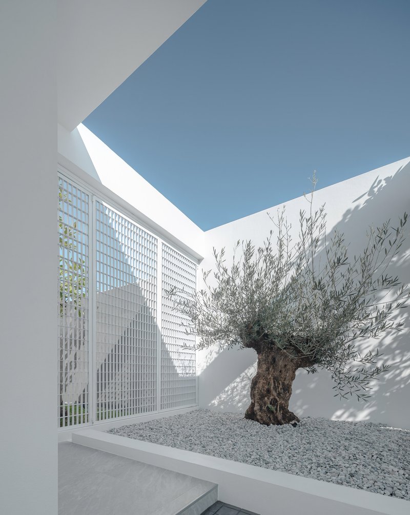 Courtyard corner with perforated white screen wall and gnarled olive tree in gravel bed