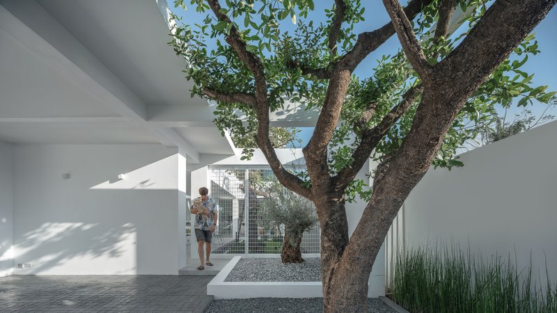 Interior courtyard framing mature tree in gravel bed with person standing under white canopy