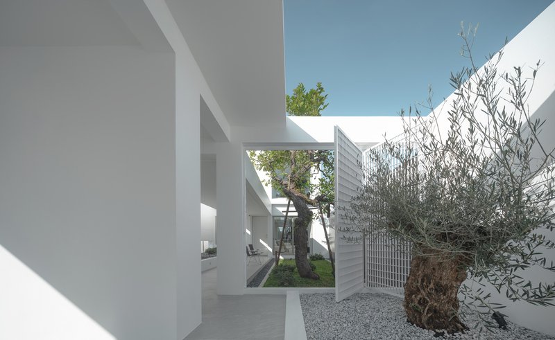 White courtyard passage framing a planted olive tree and perforated screen under blue sky