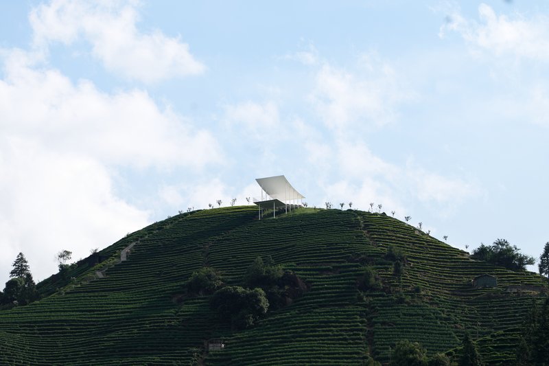 White canopy pavilion atop a rounded hill covered in parallel rows of tea plants