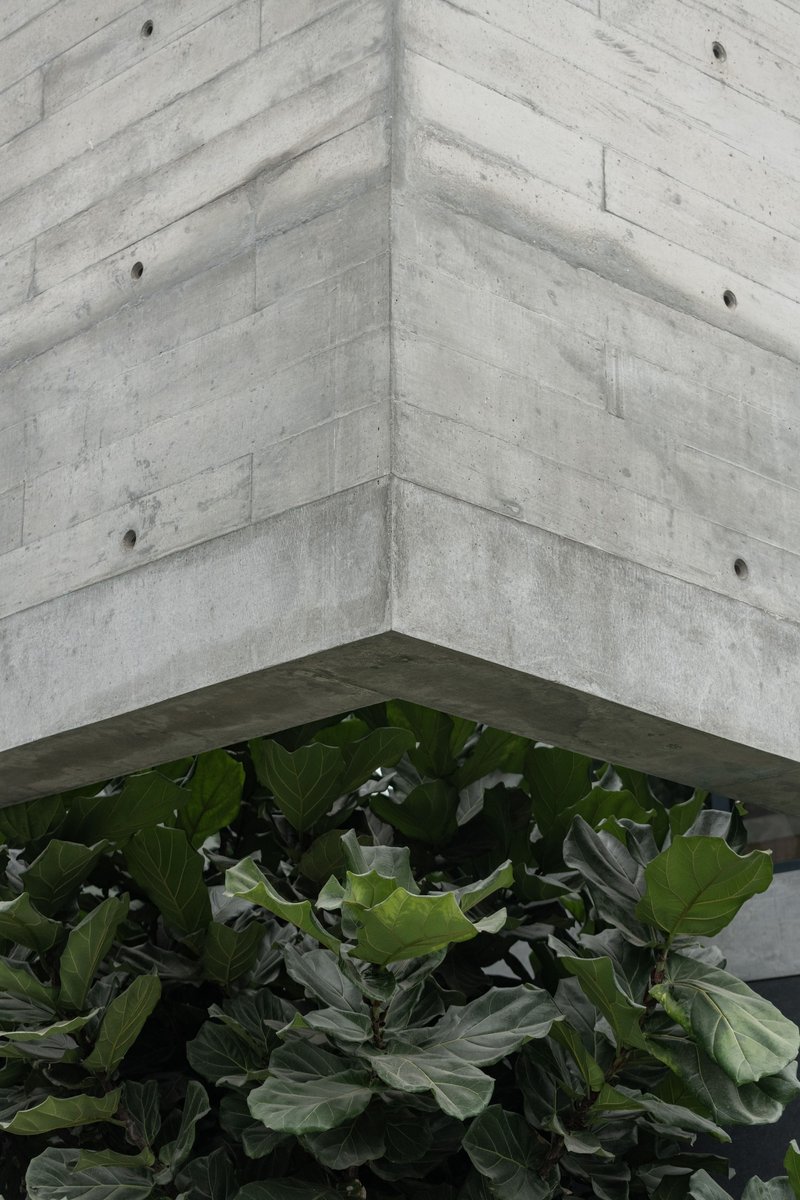 Corner detail of board-formed concrete walls meeting above a planted bed of fiddle-leaf fig
