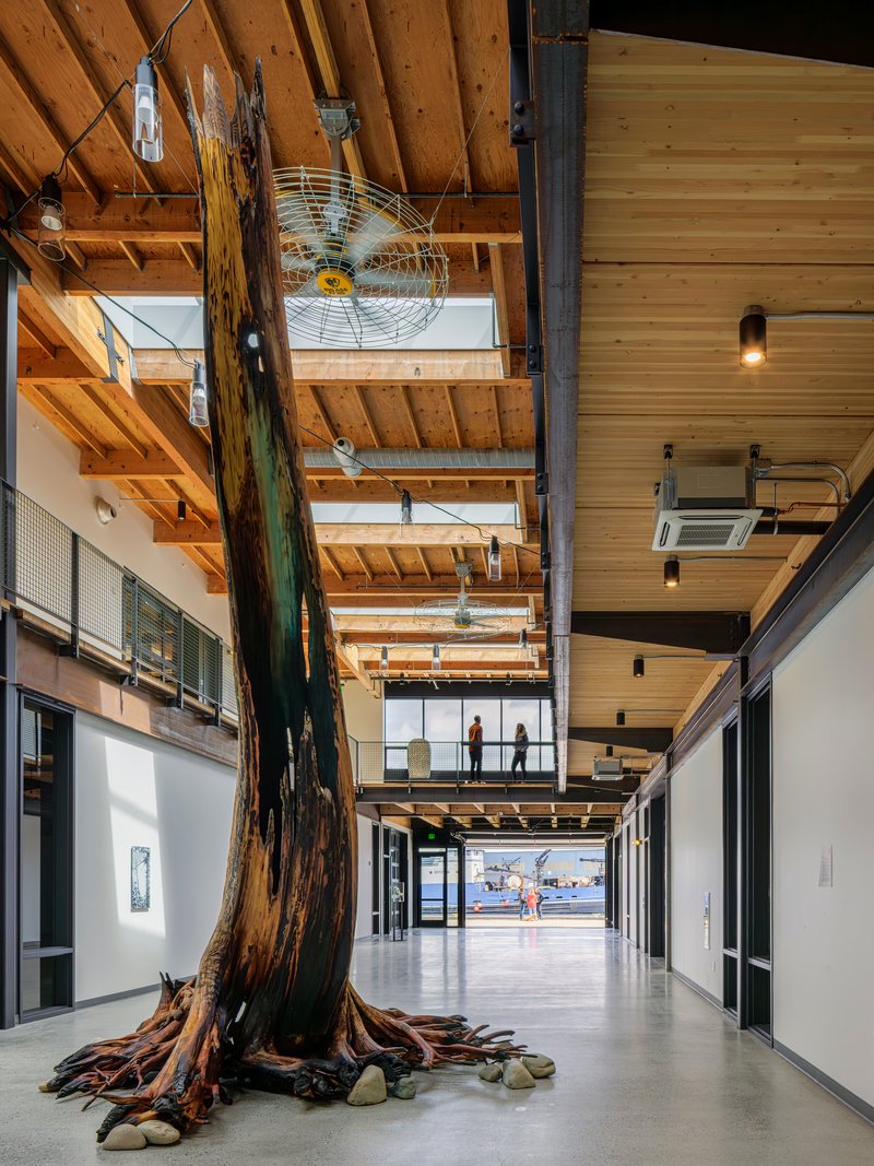 Preserved tree trunk with exposed roots centered in the polished concrete floor hallway