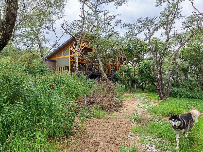 Gabled timber structure nestled among trees on a hillside with a dog on a dirt path