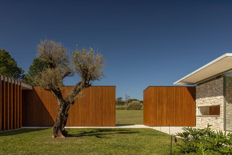 Courtyard with timber volumes framing open lawn and olive tree under cloudless sky