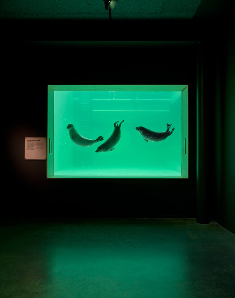 Glass-fronted seal pool glowing green in a dark interior viewing gallery with concrete floor