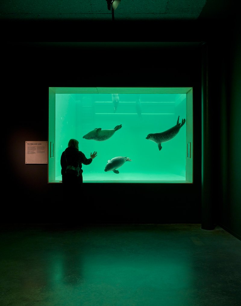 Visitor silhouetted beside the illuminated aquarium tank watching seals swim overhead