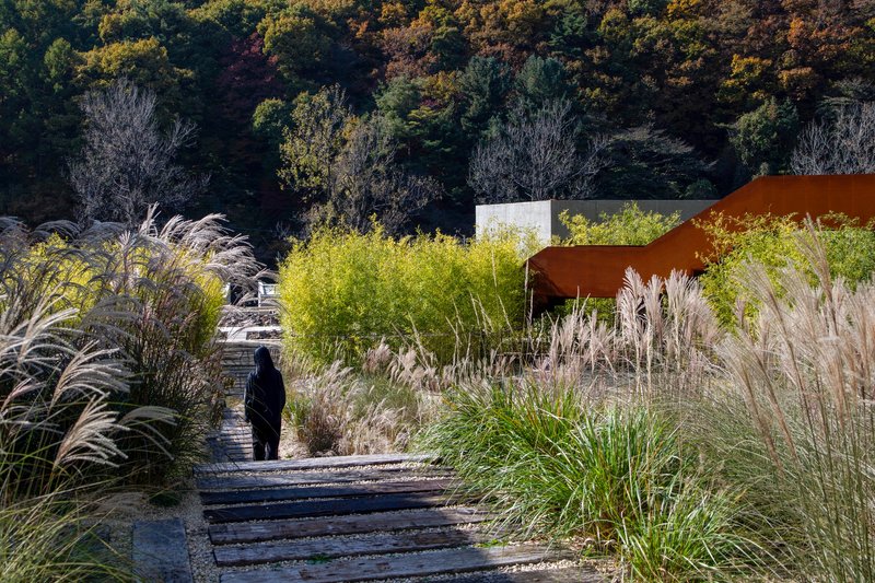 Timber decking pathway through planted grasses with a figure walking toward the corten steel canopy