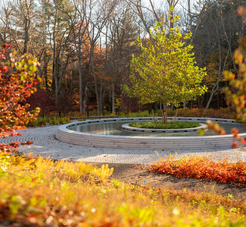 Ground-level view of the water basin and central tree with yellow autumn leaves backlit by afternoon sun