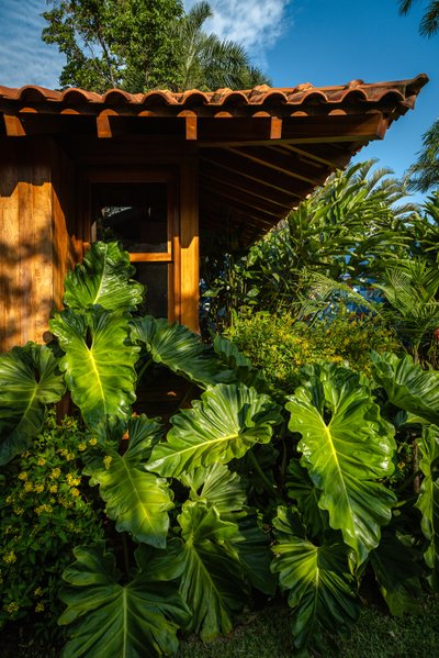 This architectural image showcases a wooden structure with a clay tile roof, surrounded by lush trop