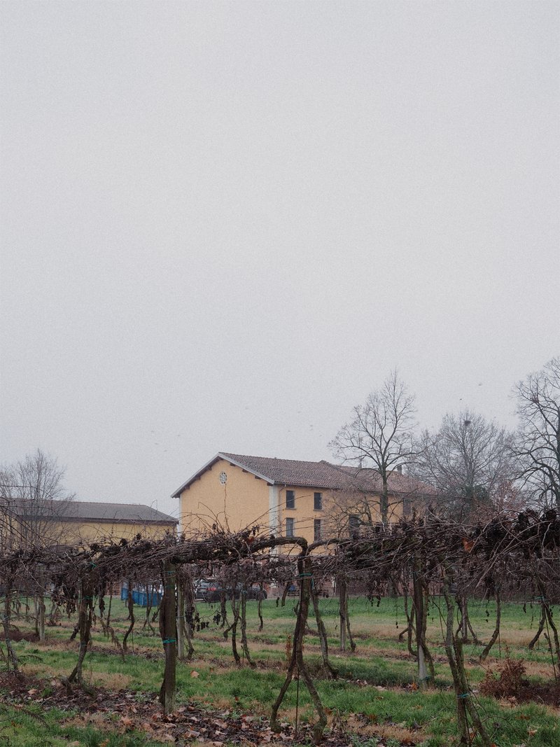 View across dormant vineyard rows toward the ochre rendered farmhouse in overcast weather