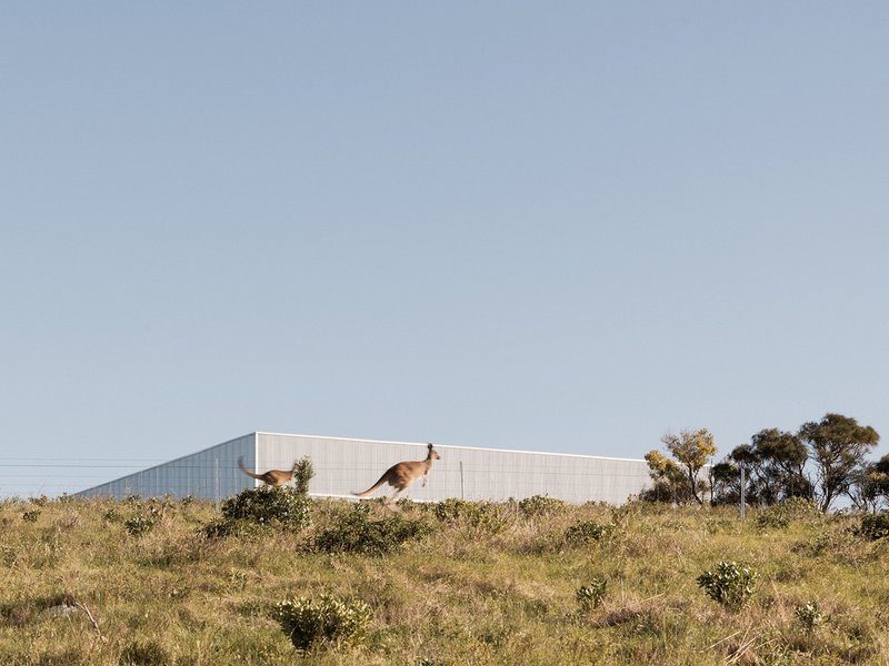 Low corrugated metal volume on hillside with kangaroo passing in tall grass