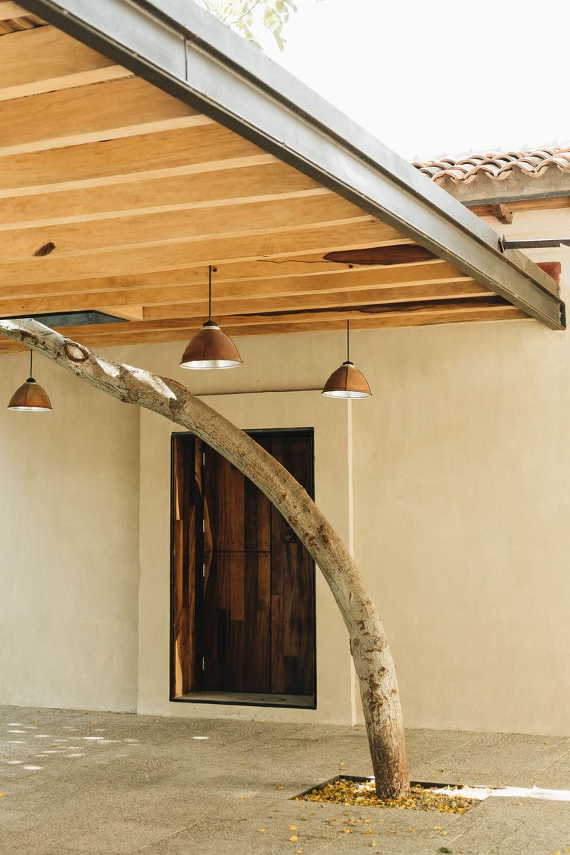 Covered passage with angled timber ceiling and leaning tree trunk in dappled sunlight