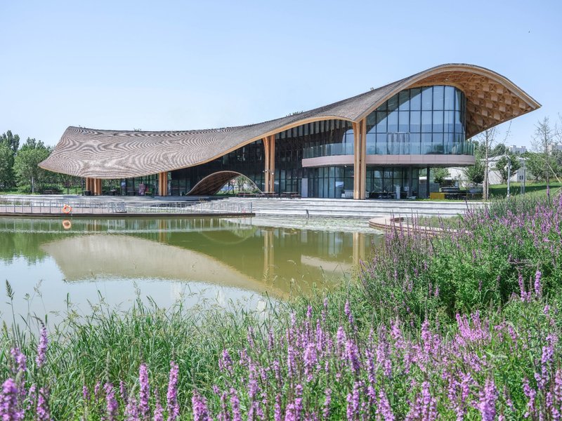 View across the pond showing the undulating timber roof with patterned underside and glazed facade framed by purple flowering plants