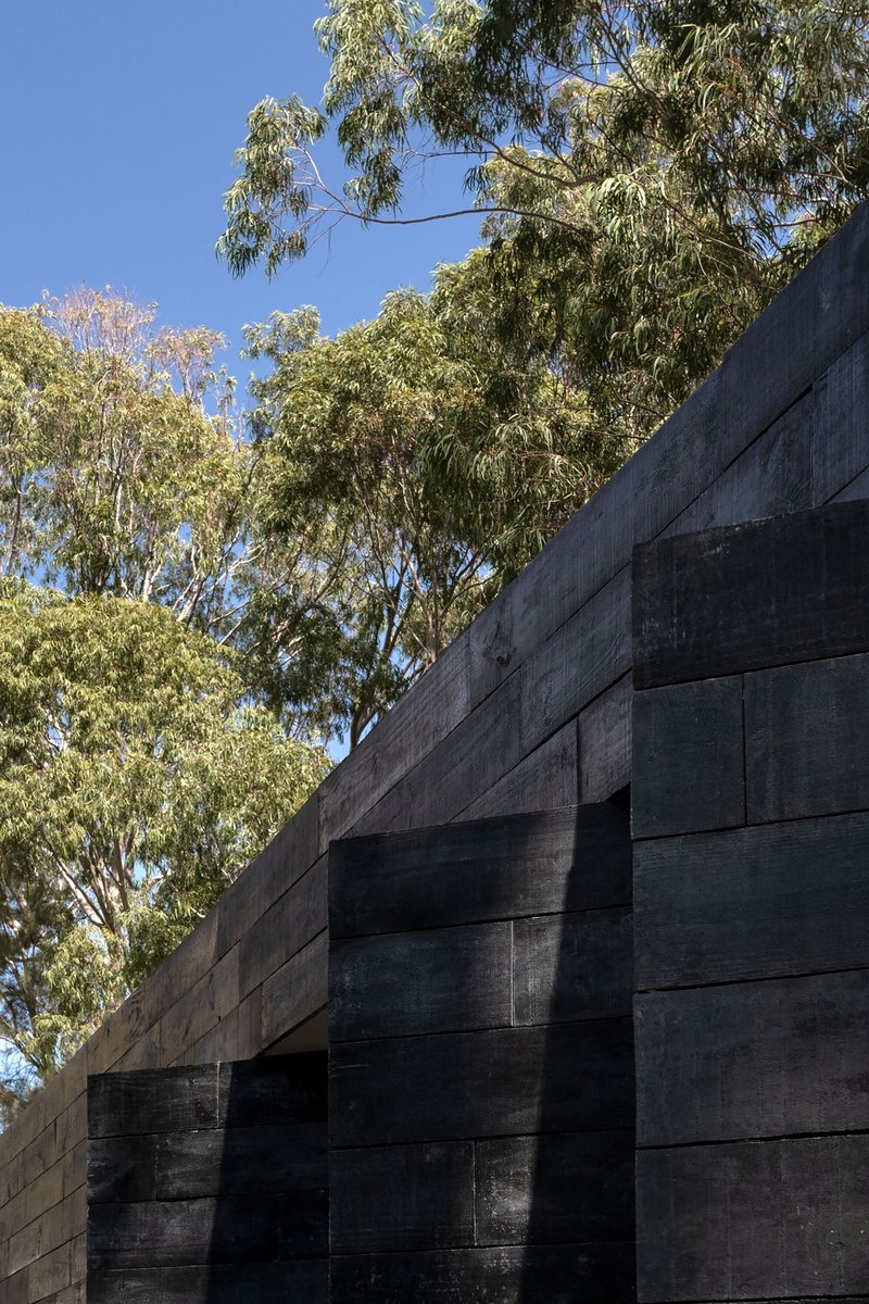 Charred timber plank facade with horizontal board pattern beneath overhanging eucalyptus branches and clear blue sky