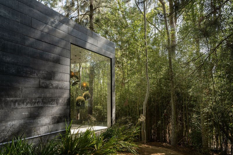 Charcoal-stained timber cladding and corner window opening onto dense forest undergrowth