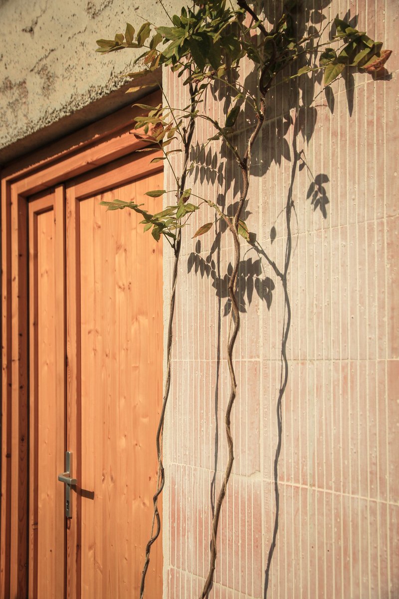 Timber entry door beside terracotta tile wall with climbing vine casting shadows in afternoon sun