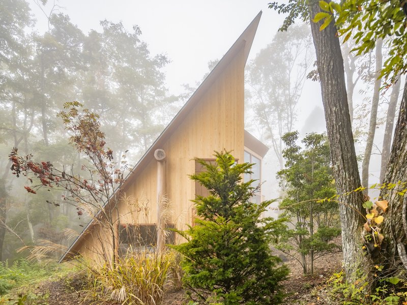 Timber-clad pitched roof volume emerging from conifer plantings in dense fog