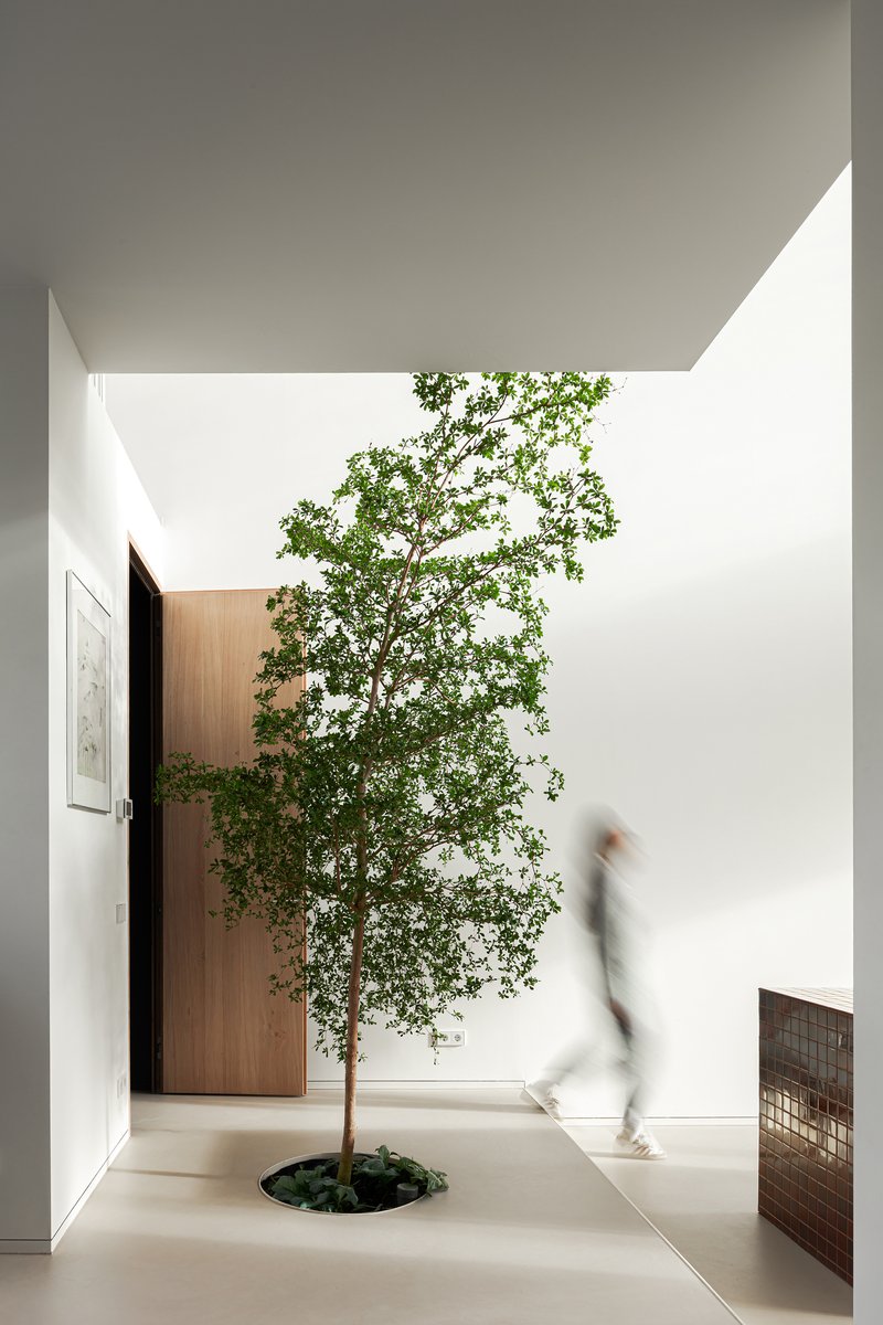 Interior courtyard with single tree growing from circular floor cut in white plaster room