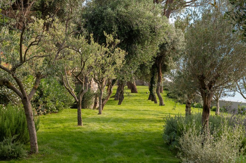 Sloping lawn with olive and fruit trees leading uphill through the garden
