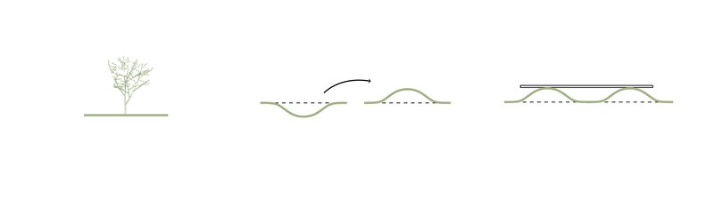 Section drawings illustrating the building relationship to natural topography and a single tree