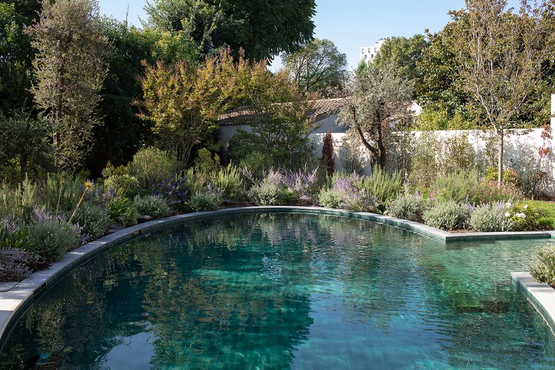 Curved pool surrounded by lavender and drought-tolerant plantings with trees beyond