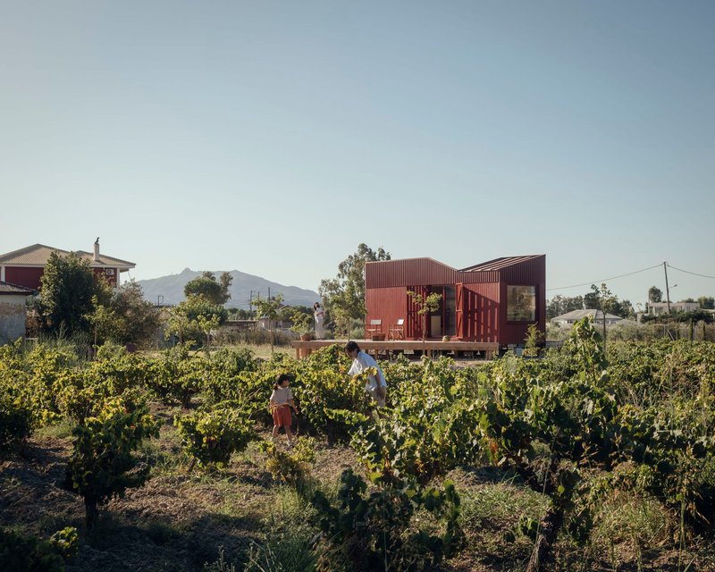 View across the vineyard with two figures walking among the vines in afternoon light