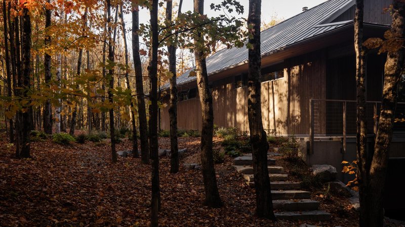Timber facade with metal roof and stepping stone path through forest floor in dappled sunlight