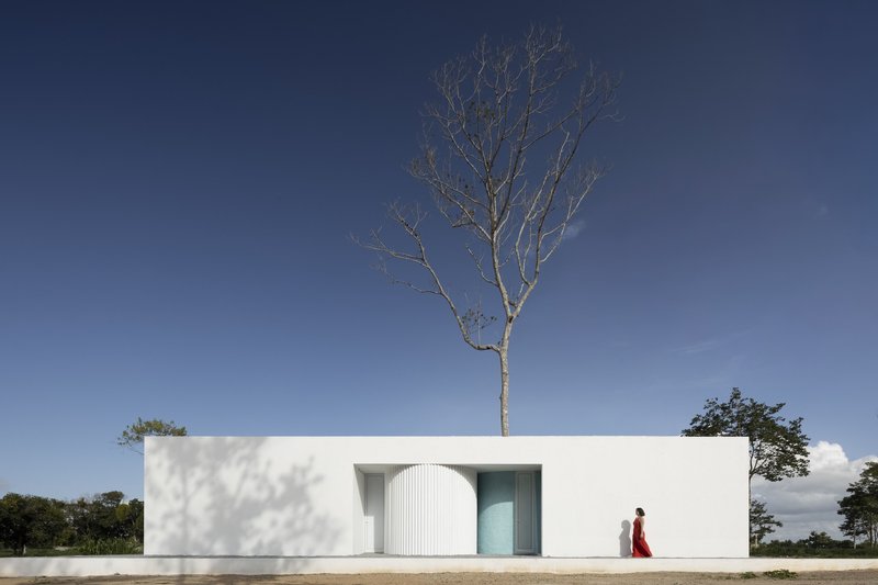 White facade with arched corrugated door and tall bare tree growing from the roofline