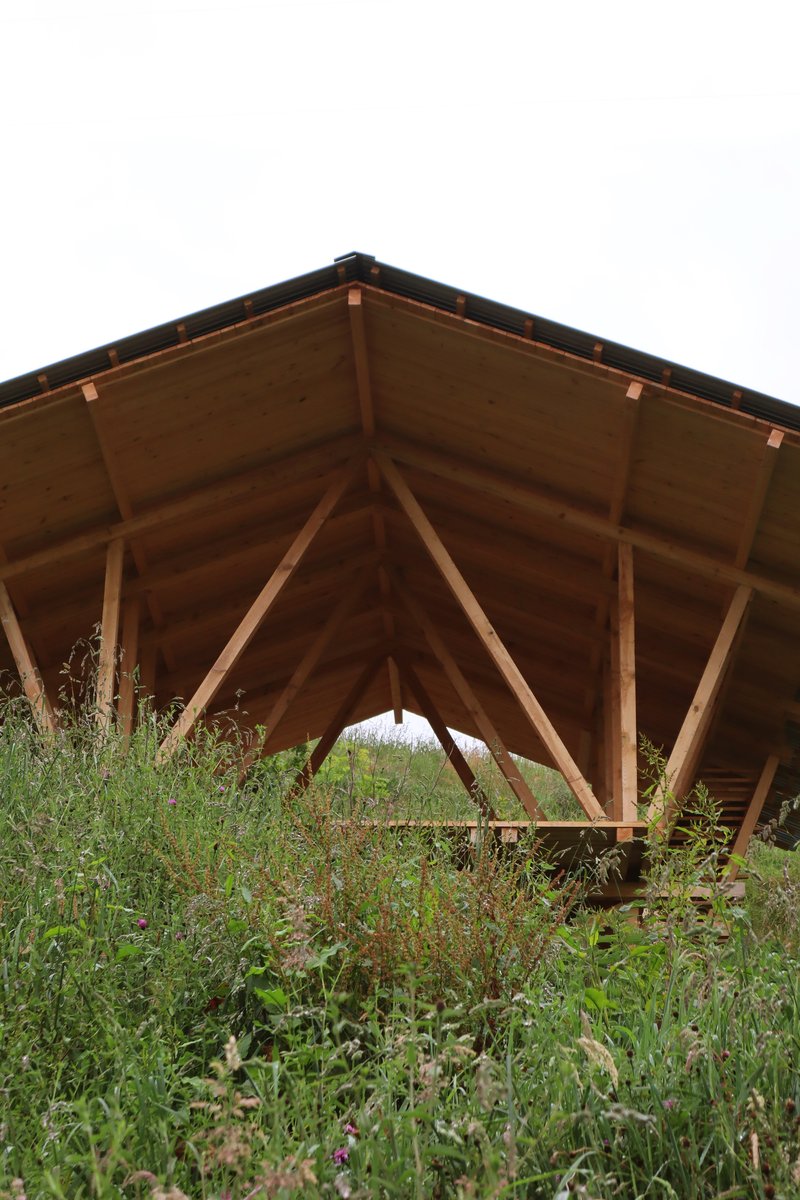 View beneath the open timber pavilion showing diagonal bracing and plywood ceiling panels among wildflowers