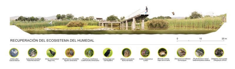 Section rendering showing wetland ecosystem restoration with native grasses, water, pavilion structure and biodiversity icons below