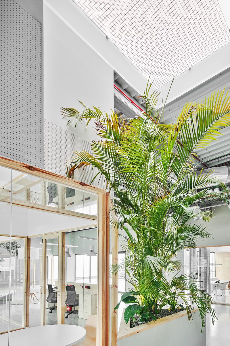 Tall palm tree rising through timber-framed glass partition beneath perforated white ceiling panels and skylight