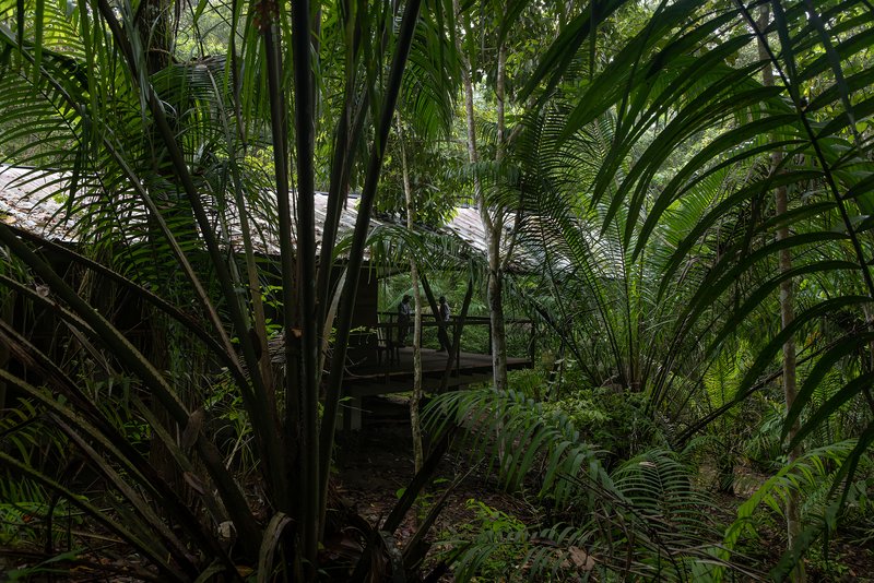 Glimpse of the raised platform through layers of palm fronds and undergrowth
