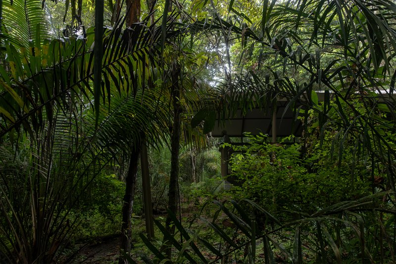 Distant view of the elevated pavilion nestled within the tropical canopy