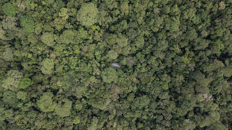 Aerial view of the angled roof structure nestled within dense rainforest canopy