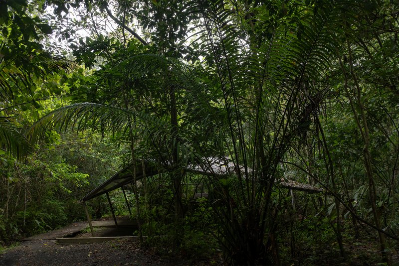 Elevated timber walkway emerging from dense tropical forest with palms and bamboo overhead