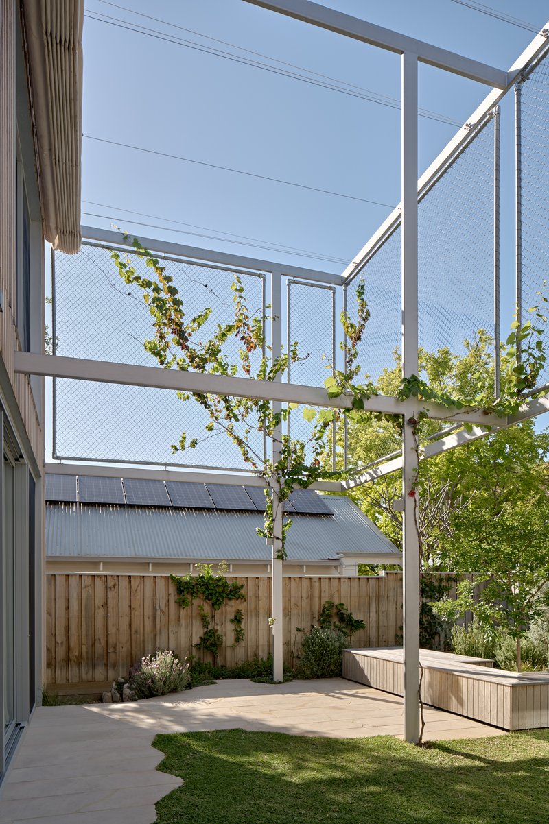 Courtyard with white steel frame trellis supporting young birch trees above lawn and timber fence