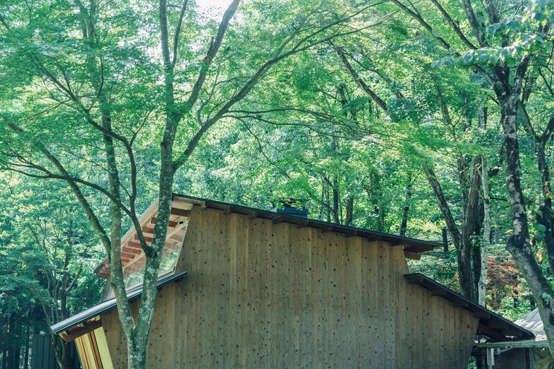 Vertical timber-clad facade with angled roof emerging from dense deciduous tree canopy