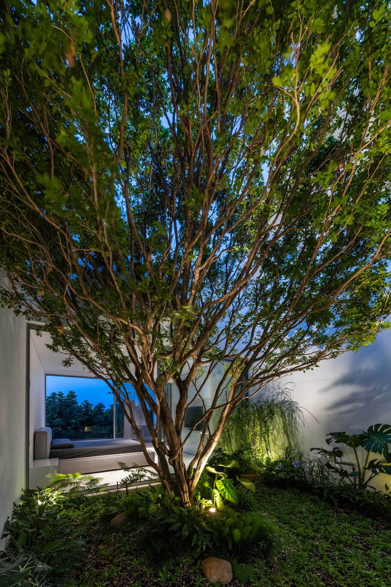 Courtyard view at twilight with a multi-trunk tree surrounded by low planted beds and uplighting