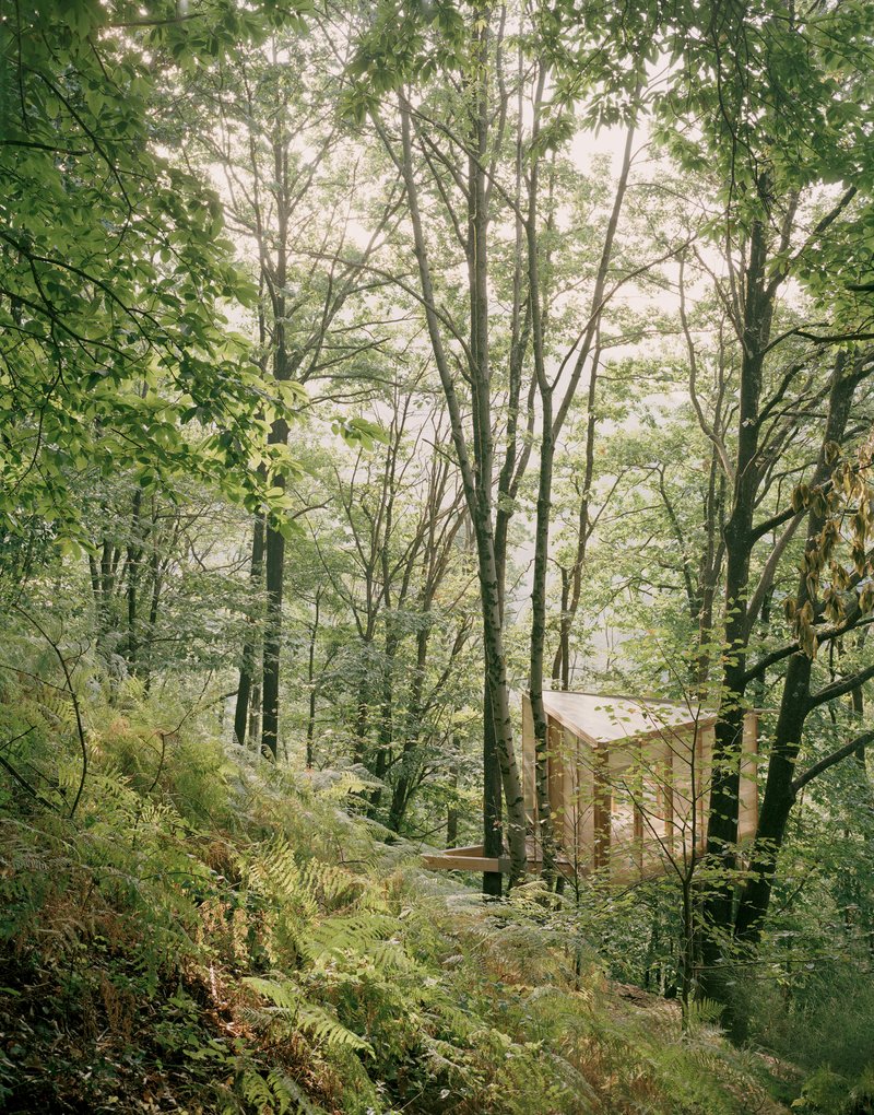 Distant view of the timber structure nestled on a wooded hillside among ferns and tall trees