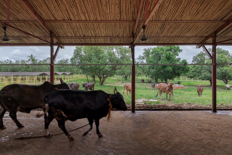 View from inside the covered shelter looking out to grazing cattle in green pasture under cloudy weather